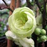 Os marmeleiros-do-Japão dão o pontapé de saída à primavera.