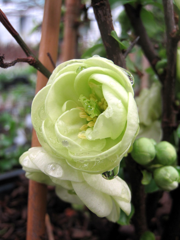 Os marmeleiros-do-Japão dão o pontapé de saída à primavera.
