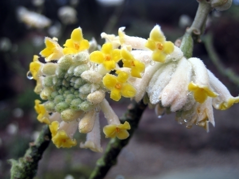 Uma floração magnífica, um perfume envolvente — descobre o arbusto-do-papel, Edgeworthia chrysantha