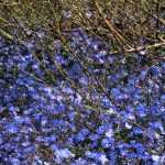 Conheces a Veronica umbrosa Georgia Blue?