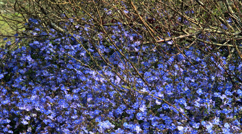 Conheces a Veronica umbrosa Georgia Blue?