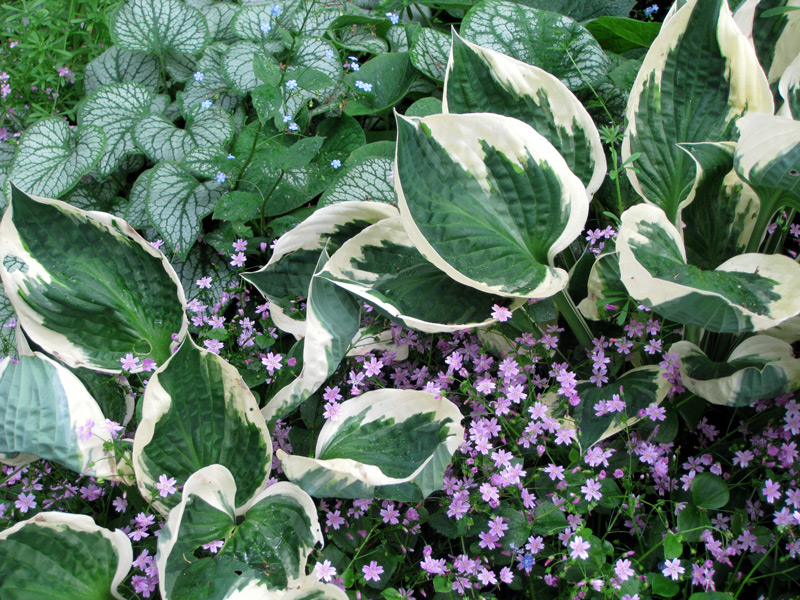 Como estragar as tuas hostas em 4 lições?