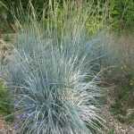 Elymus magellanicus, uma graminínea azul muito bonita!