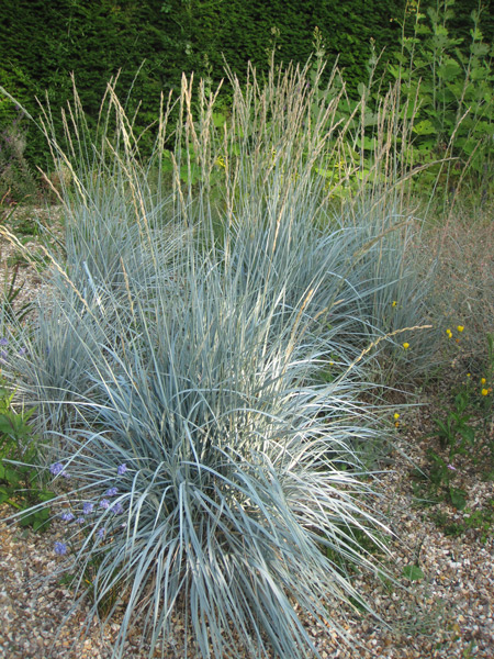 Elymus magellanicus, uma graminínea azul muito bonita!