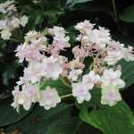 Hydrangea involucrata Yoraku Tama, uma hortênsia japonesa a descobrir.