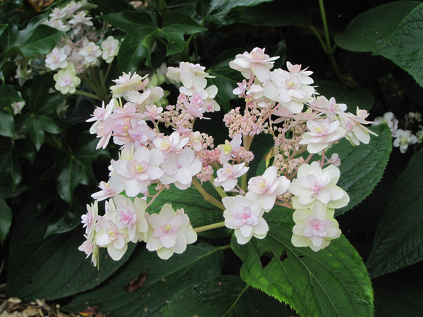 Hydrangea involucrata Yoraku Tama, uma hortênsia japonesa a descobrir.