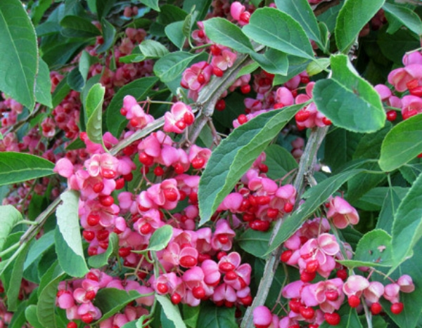 Os melhores arbustos ornamentais com frutos decorativos