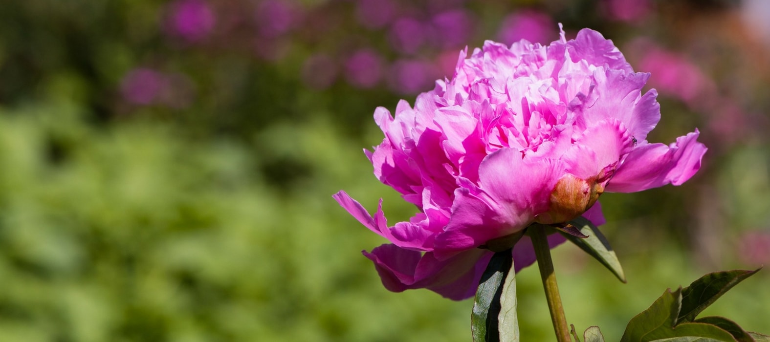 peónia rosa