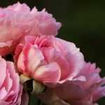 Roseiras: como plantar com sucesso em vaso e em raízes nuas