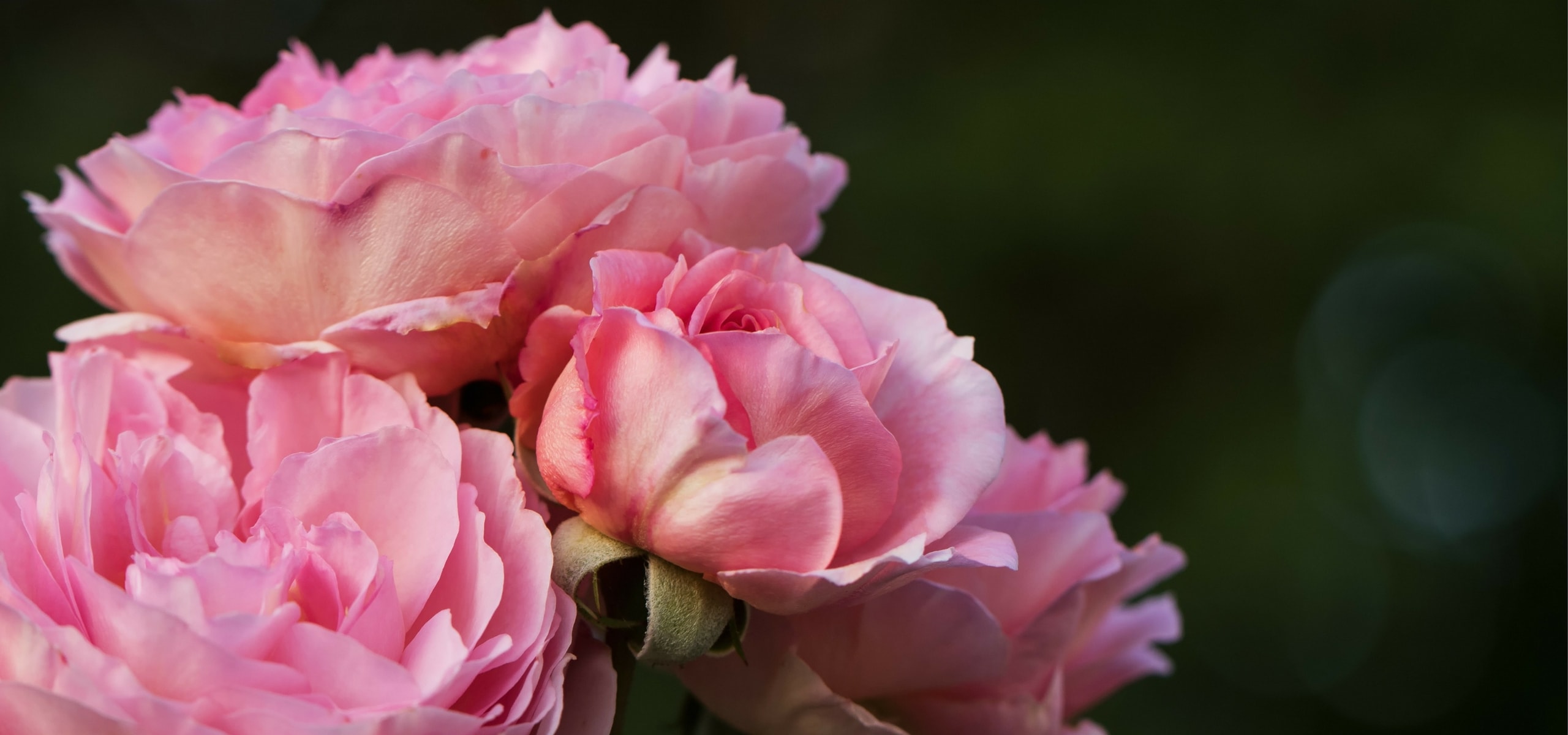 Roseiras: como plantar com sucesso em vaso e em raízes nuas