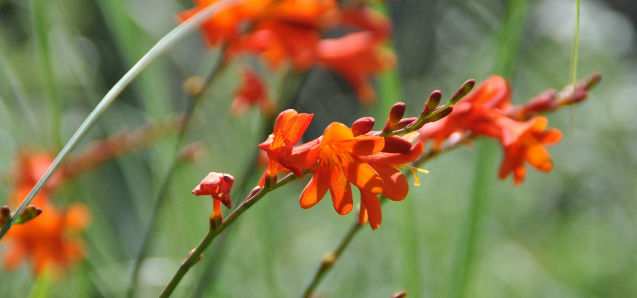 Plantar os bolbos rústicos de floração estival