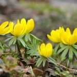 Como plantar os bolbos de primavera?