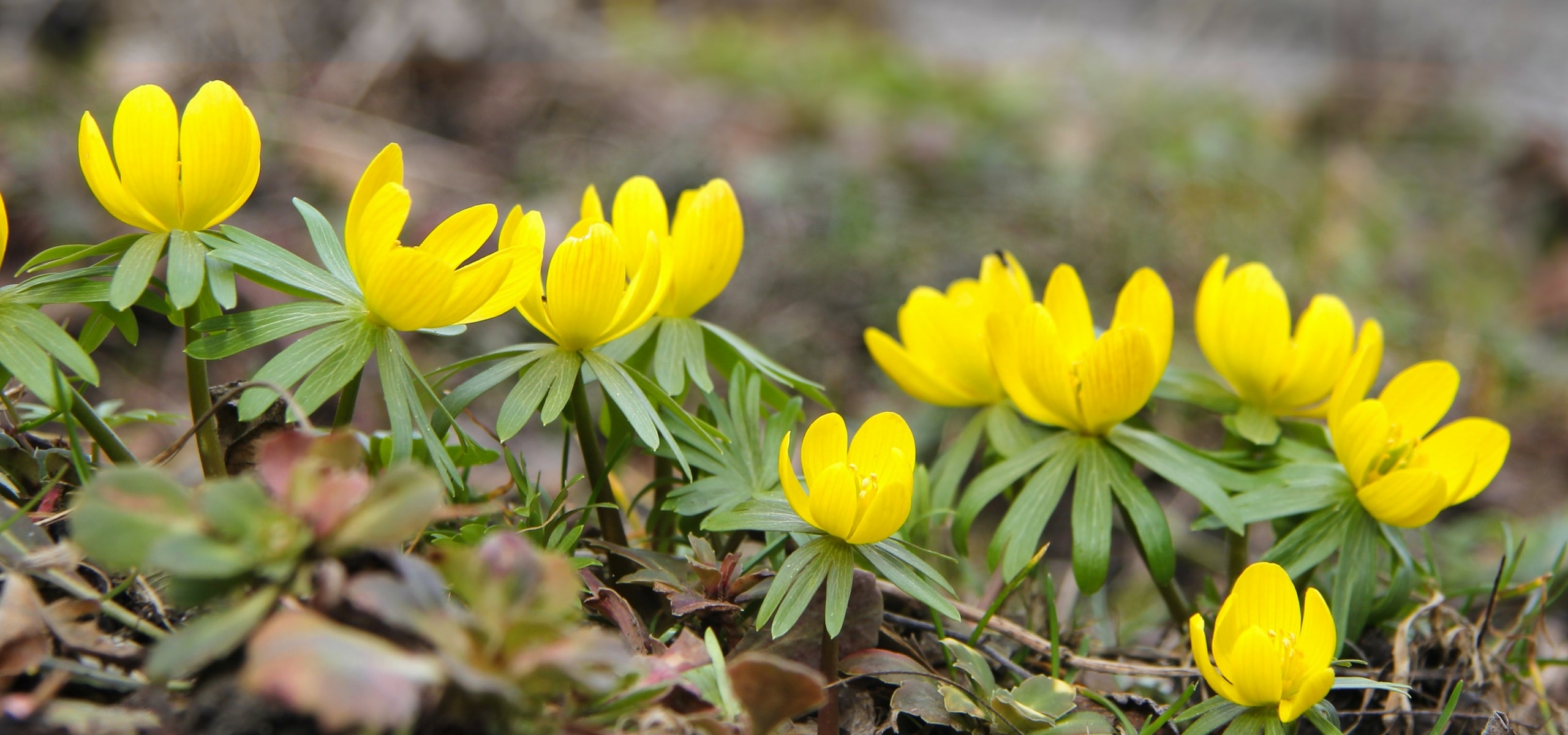 Como plantar os bolbos de primavera?