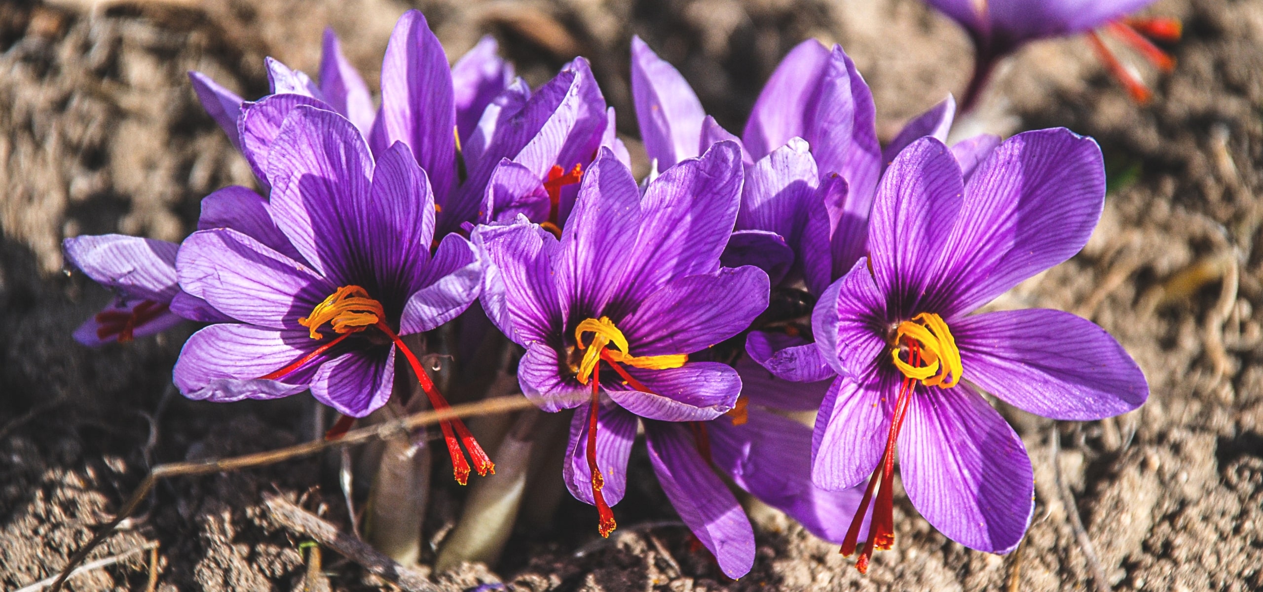 Açafrão ou Crocus sativus: plantar, cultivar e colher o seu açafrão