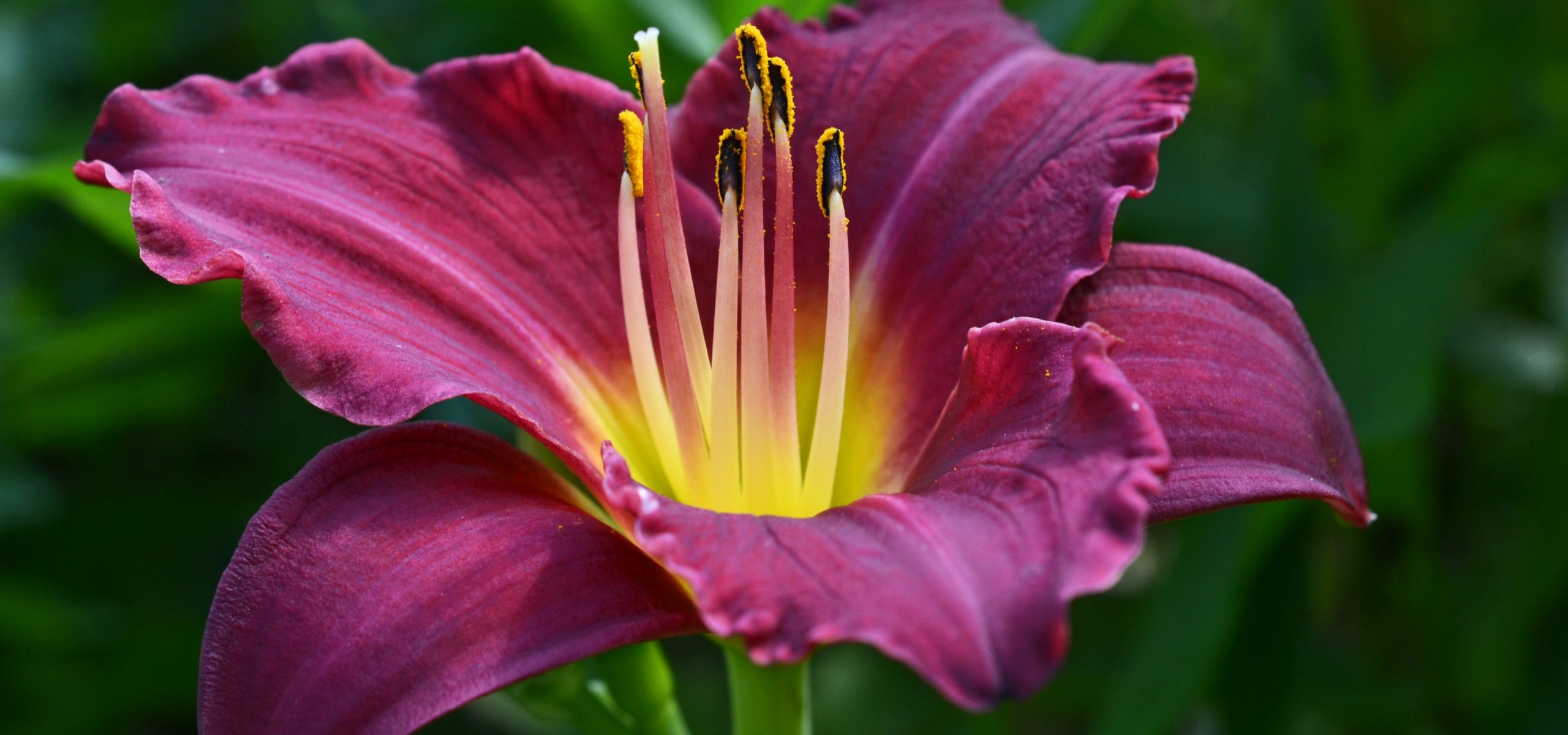 Hemerocallis ou lírios-de-um-dia: como os plantar