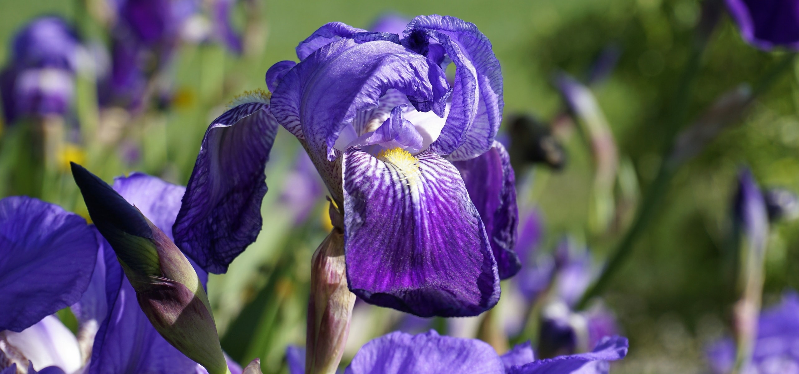 Iris alemã: como plantá-las?