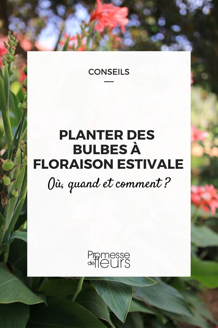 plantar bolbos de verão