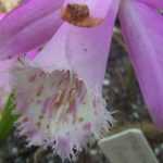 Plantar bolbos de pleiones