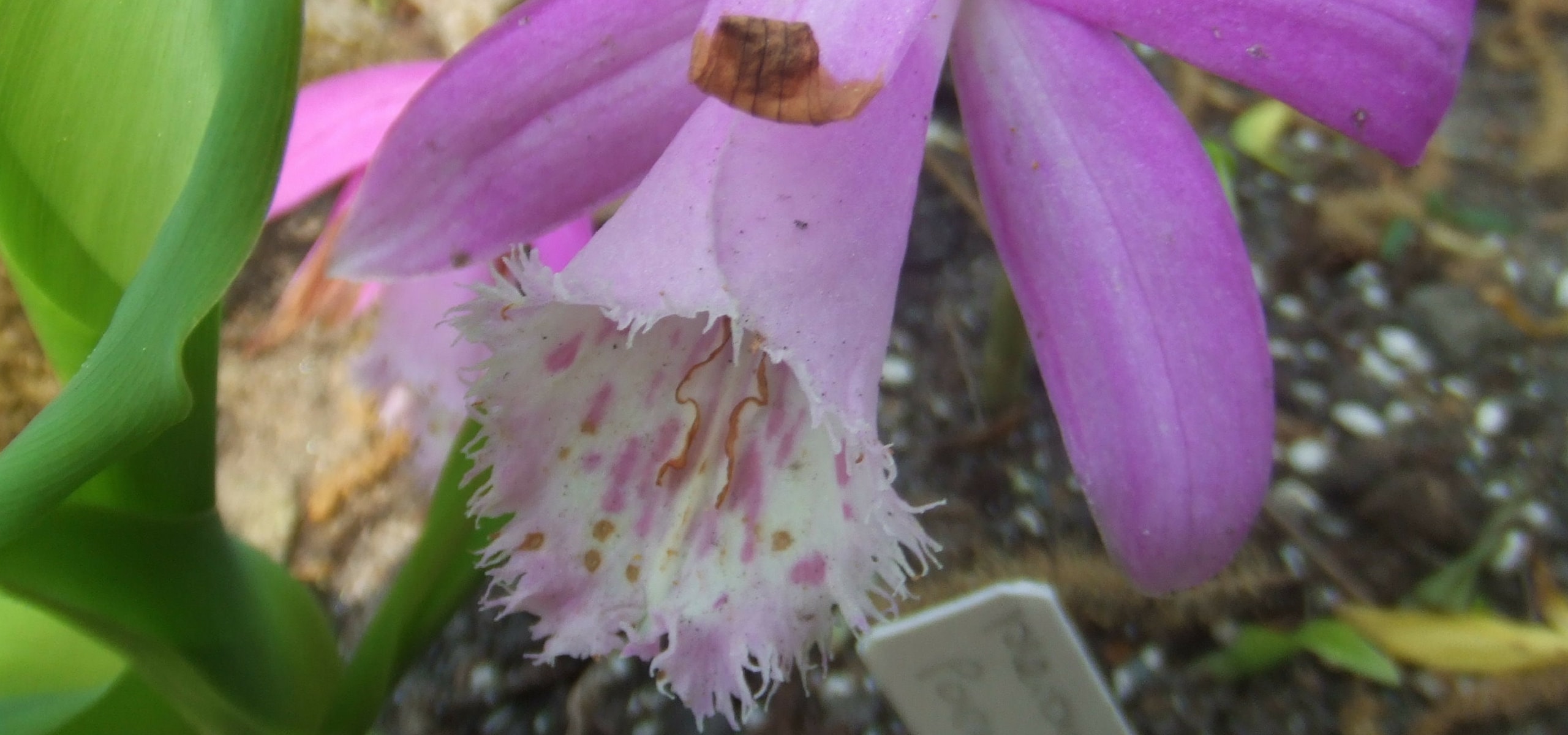 Plantar bolbos de pleiones