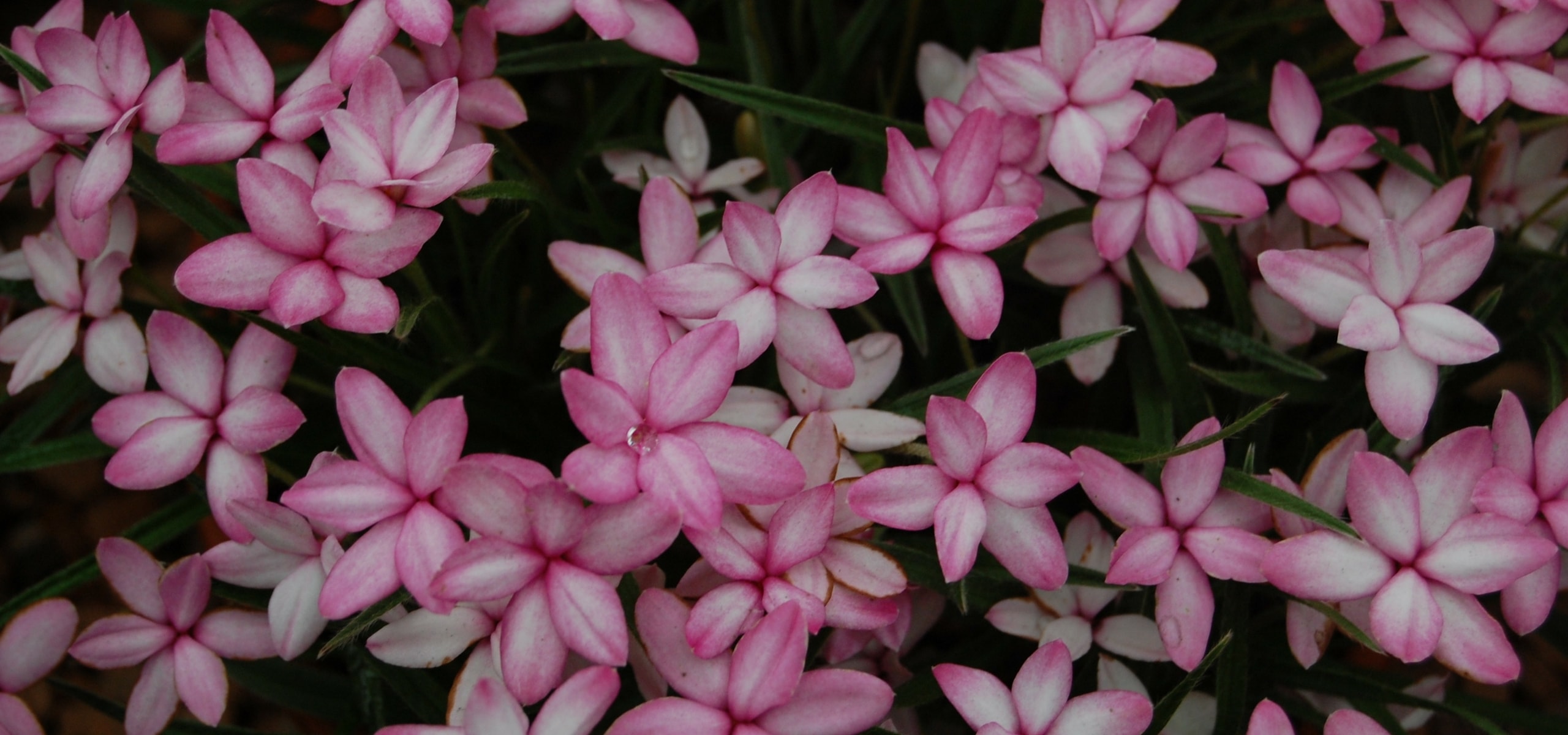 Plantar Rhodohypoxis