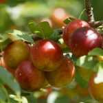 Como plantar uma árvore de fruto?
