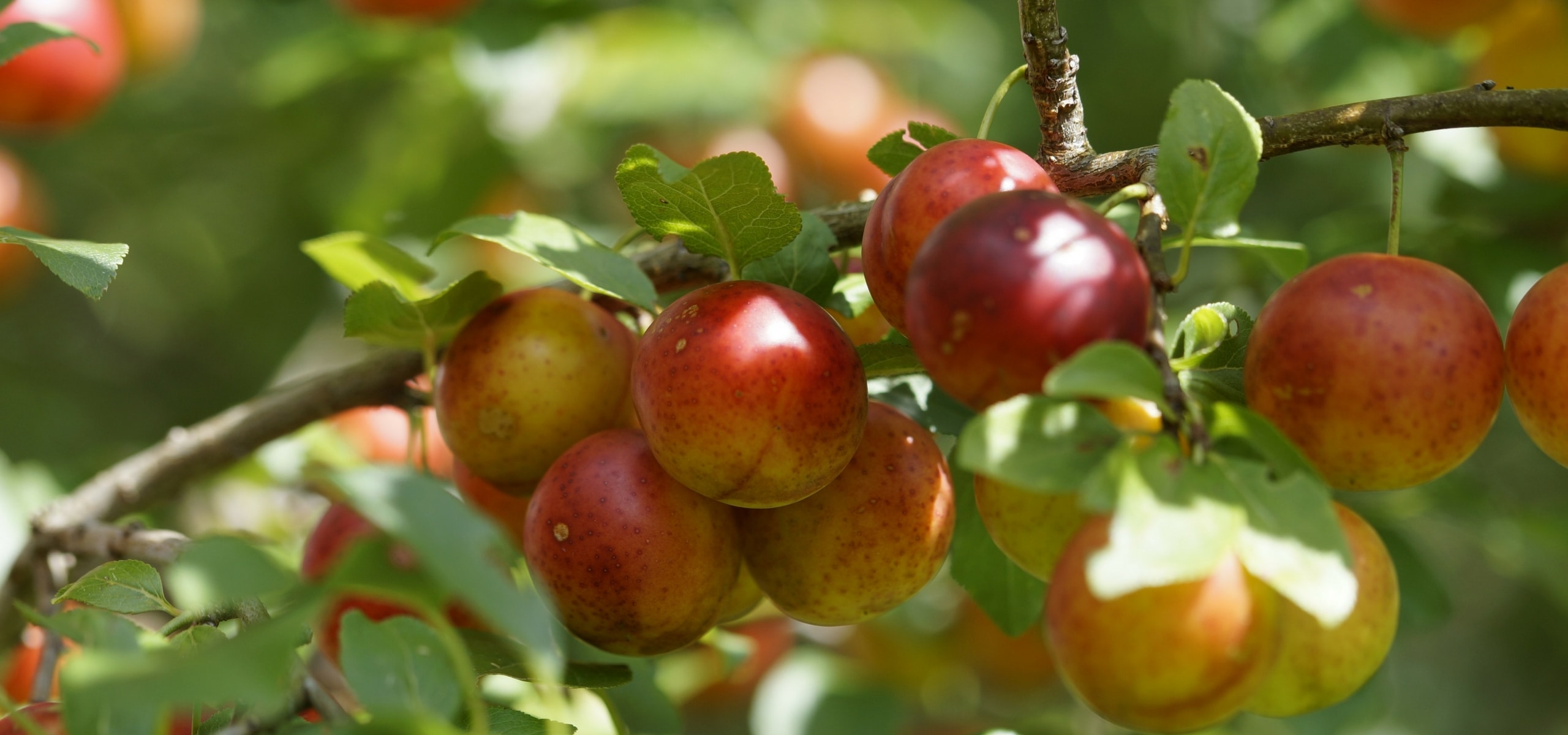 Como plantar uma árvore de fruto?