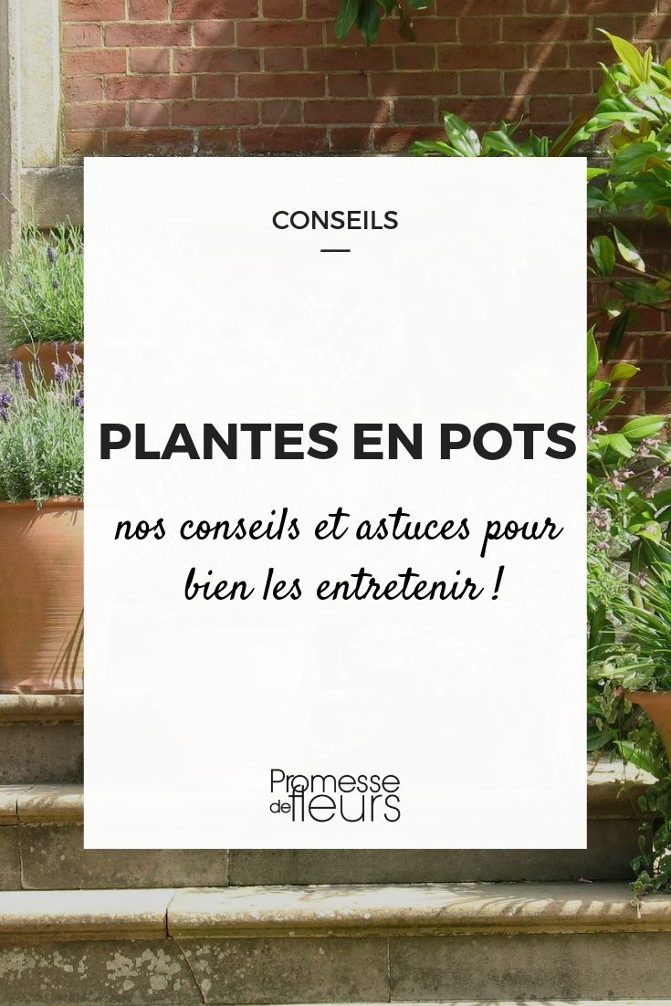 Cuidar das plantas em vasos