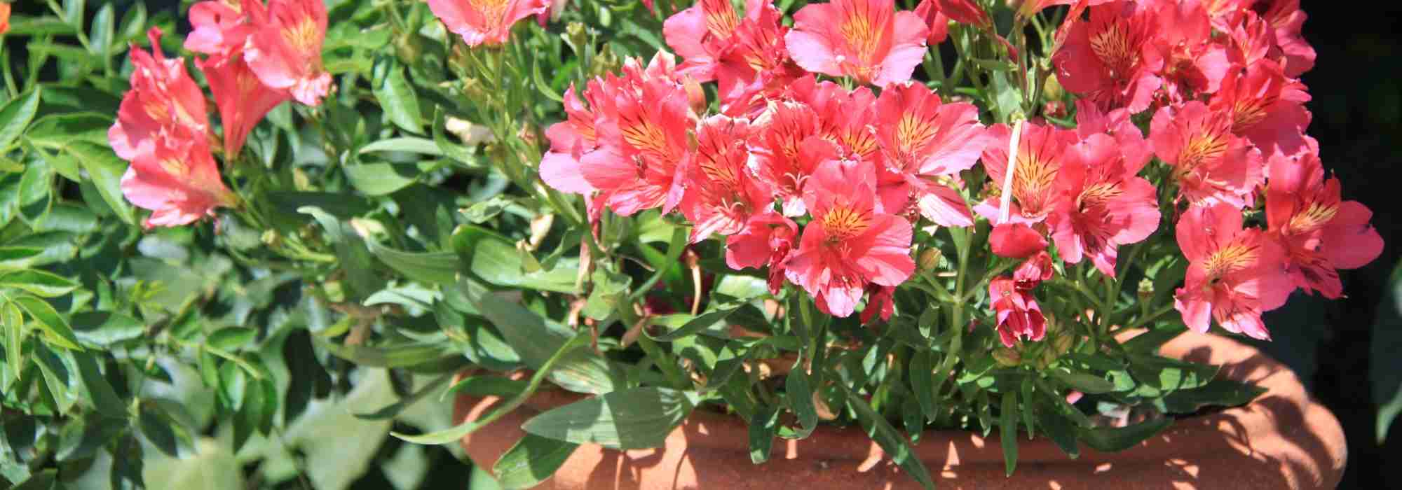 Plantas em vasos: cultivo, manutenção e cuidados