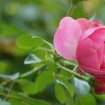 Roseira em saquetas turfosas ou em raízes nuas