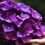 Como cultivar as hortênsias?