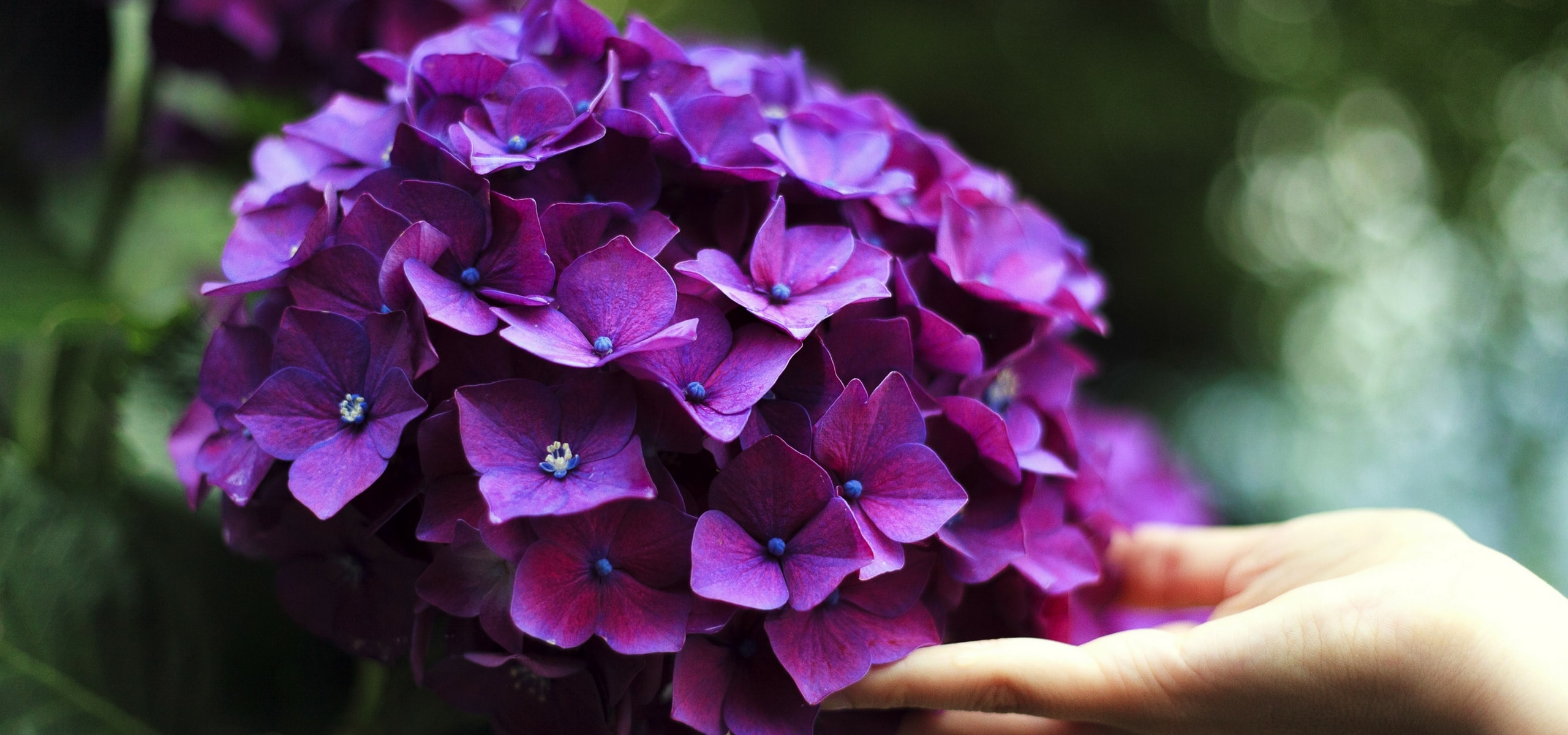 Como cultivar as hortênsias?