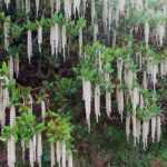 Garrya elliptica, um arbusto que floresce no inverno