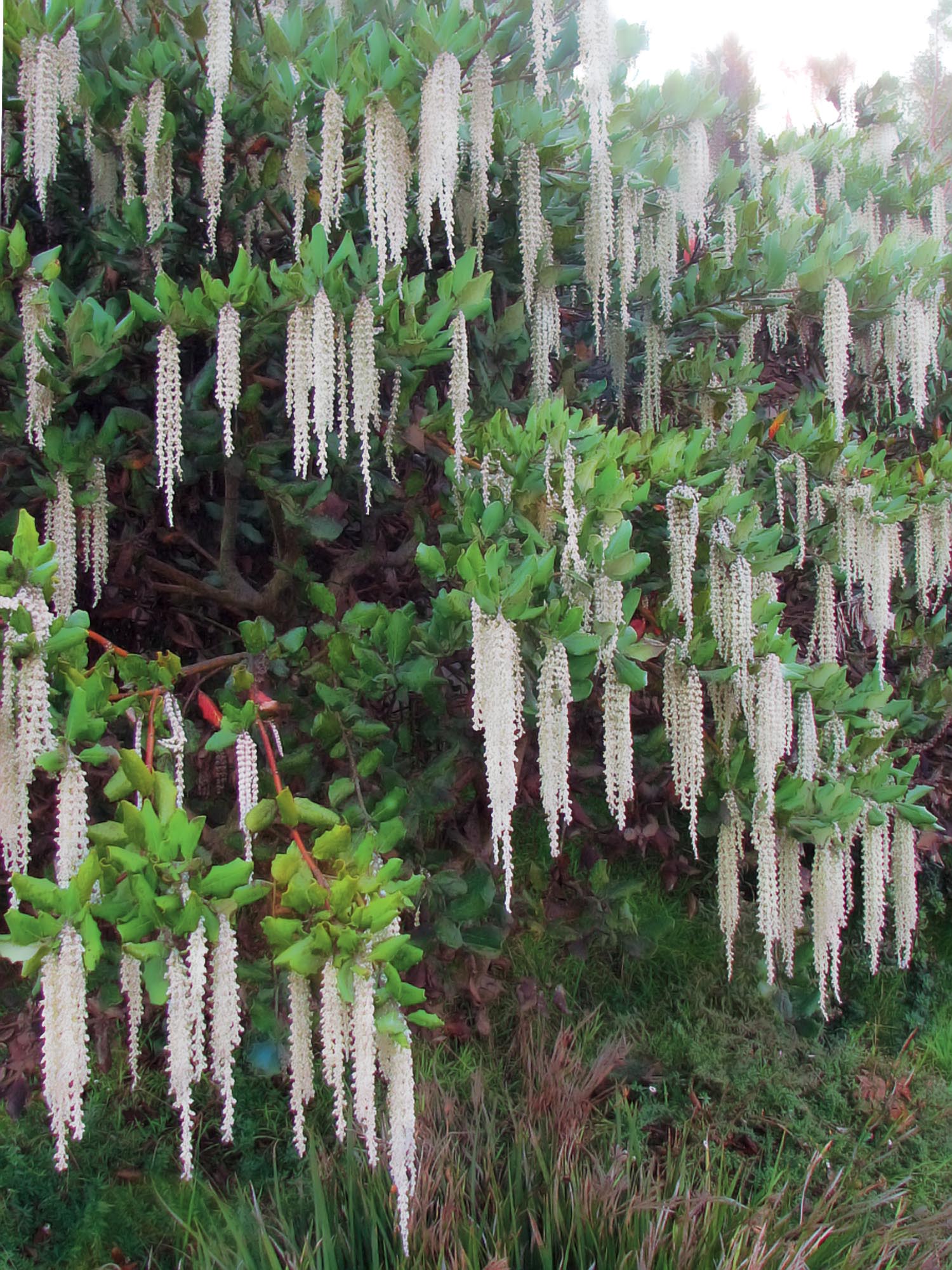 Garrya elliptica, um arbusto que floresce no inverno