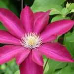 Como criar boas associações com as suas clematites?