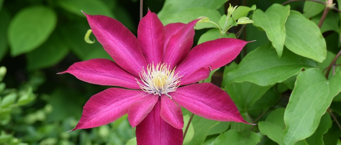 Como criar boas associações com as suas clematites?