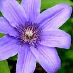 Como plantar as clematites?