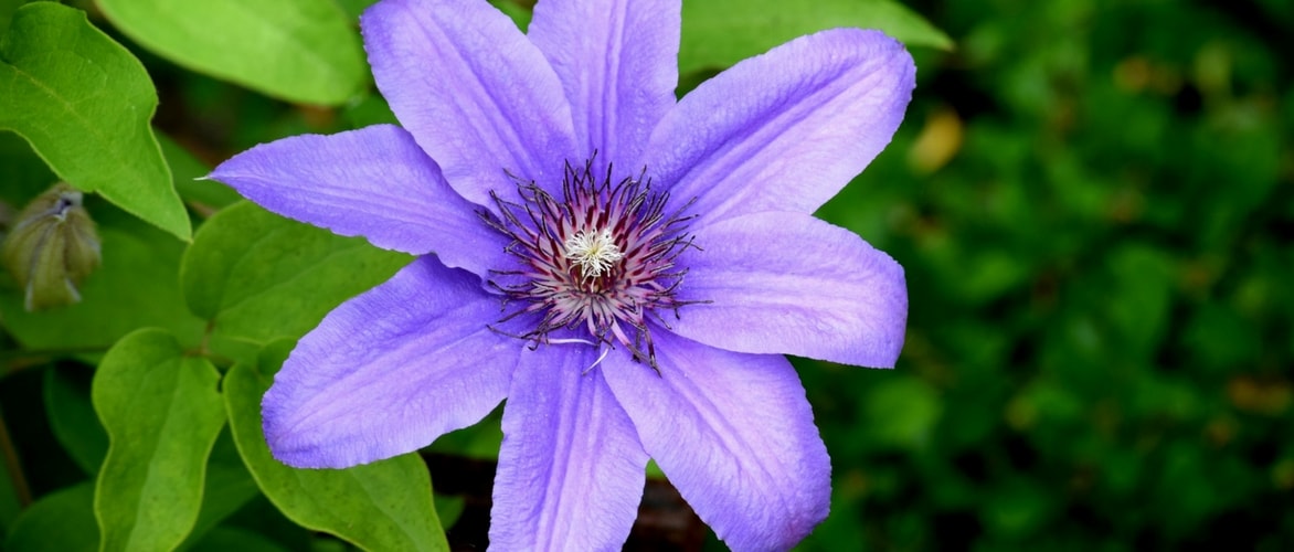 Como plantar as clematites?