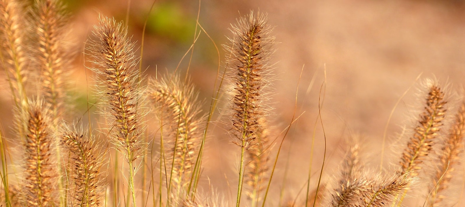Como plantar as gramíneas