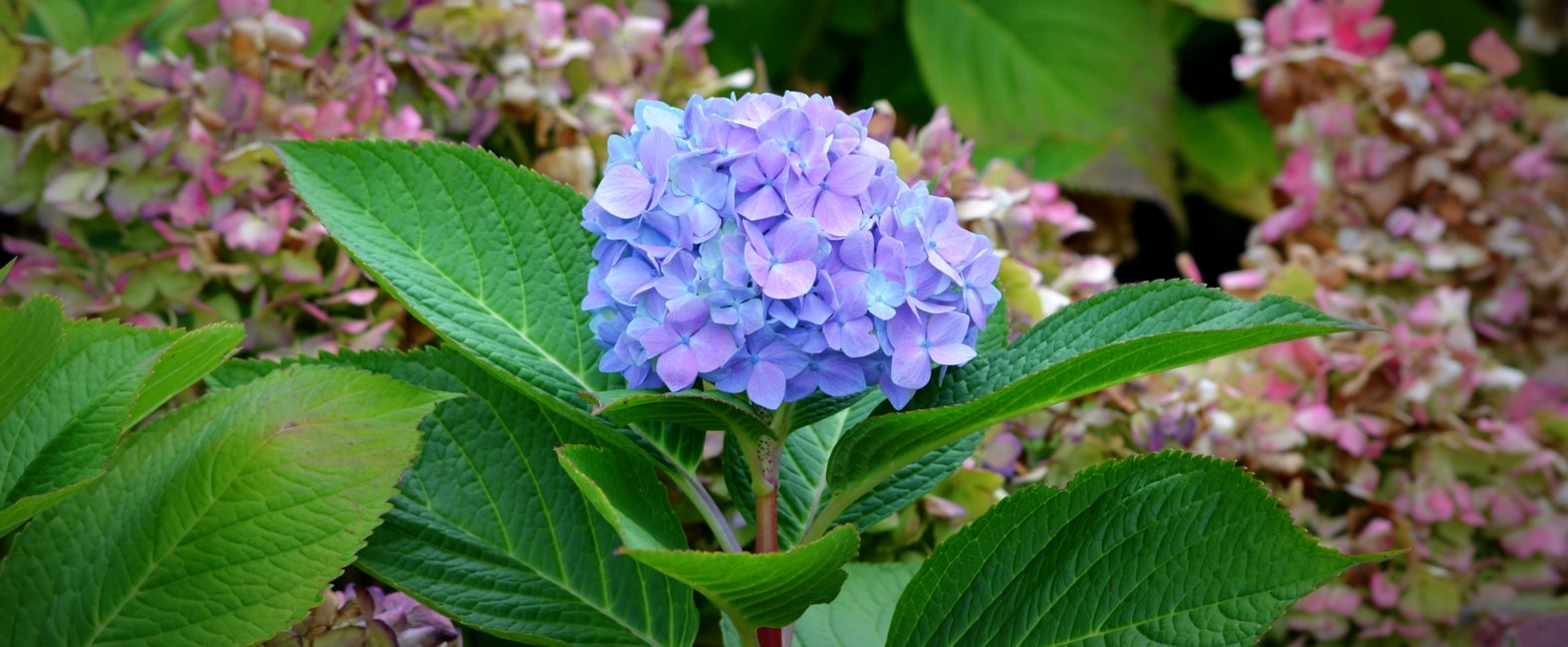 Flores azuis hortênsia Hydrangea