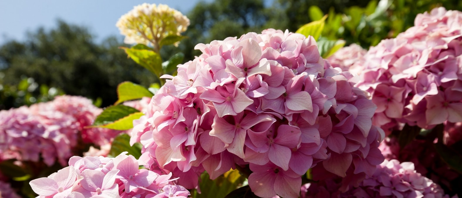 Flores cor-de-rosa de hortênsia (Hydrangea)
