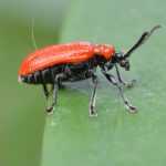 Criocera do lírio: tratar os ataques