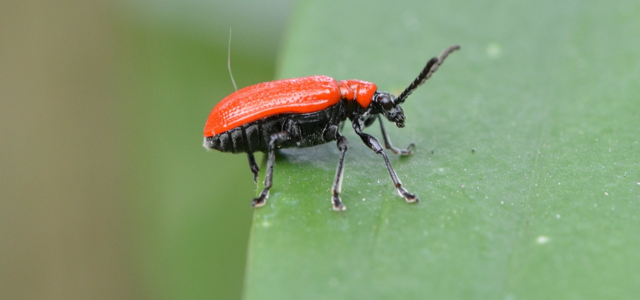 Criocera do lírio: tratar os ataques