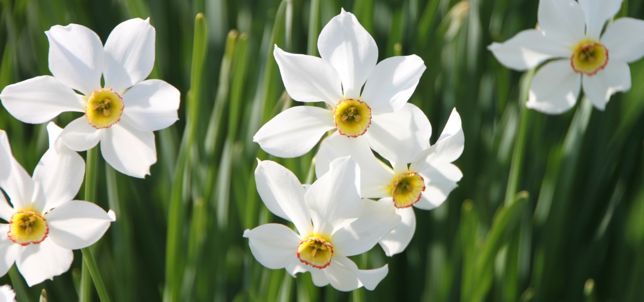 Plantar tardiamente os bolbos de primavera