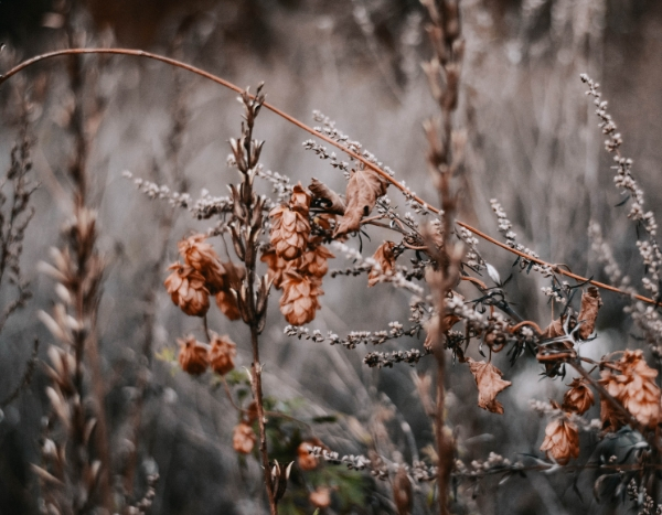 Limpar as massas florais antes do inverno: a favor ou contra?