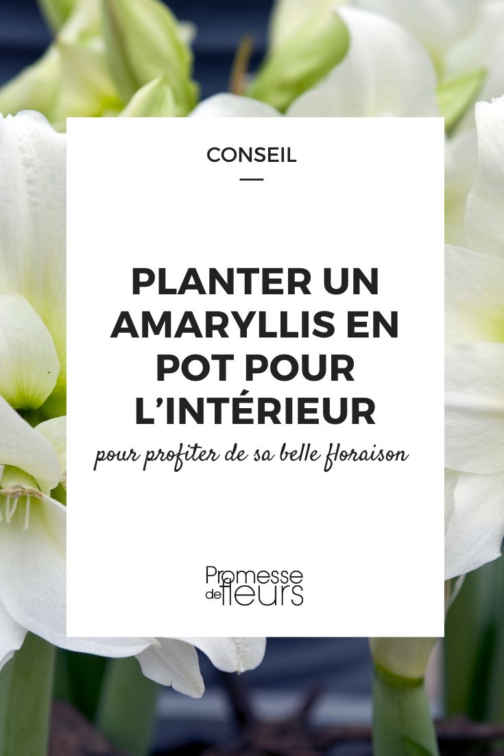 Conselhos para plantar um amarílis em vaso e desfrutar da sua bela floração em casa