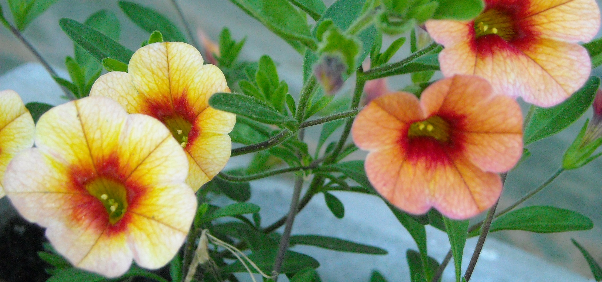 Plantar anuais
