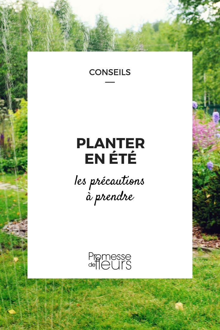 Plantações de verão: conselhos para teres sucesso