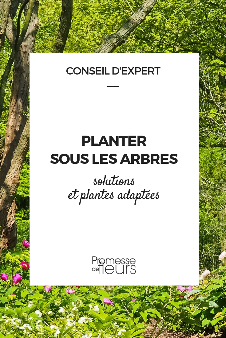 plantas para os pés de árvores