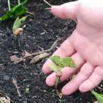 A sementeira de sementes hortícolas
