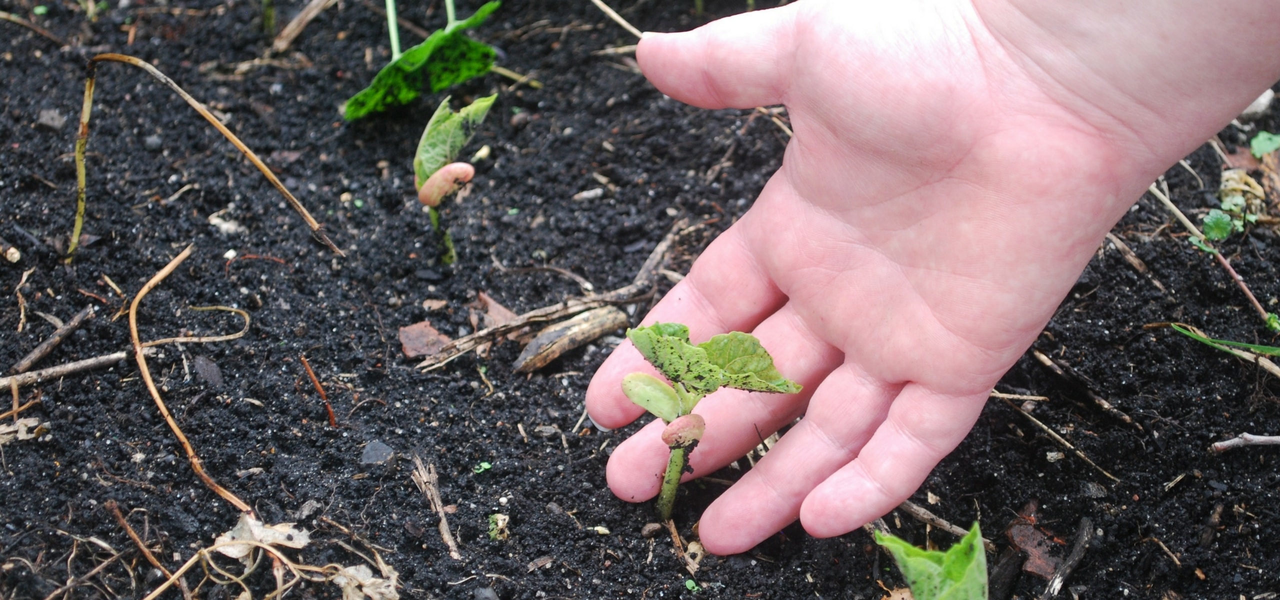 A sementeira de sementes hortícolas